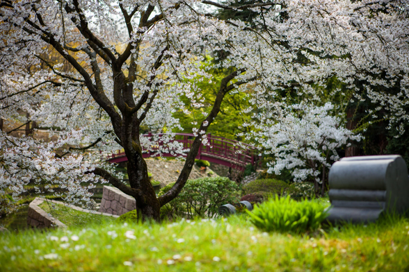 Cherry blossom tree in full bloom with a red bridge in the background, set in a tranquil garden setting.