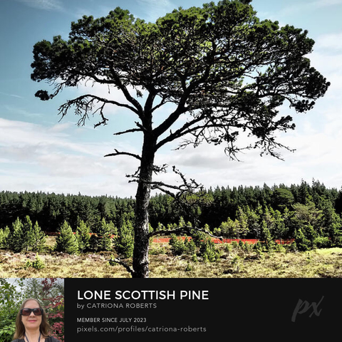 Coloured photograph featuring the design- 

Lone Scottish Pine.

I took this photo ( using a creative photographic filter) during a lovely summer nature walk through the Scottish Highlands. 

Features a solitary Pine standing tall in the middle of a lush Heather plants under a clear sky. 

The Pine forest itself looks on from the background as the warm sunlight illuminates all. 

Click links on the main post for options.
