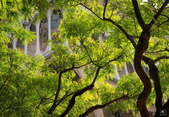 Color photo of the western facade of the Sagrada Família basilica in Barcelona as seen through open patches in a foreground of silhouetted, twisting tree branches and bright green leaves. 