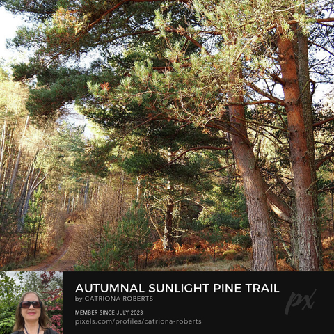Coloured photograph featuring the design- 

Autumnal Sunlit Pine Trail.

I  took this photo during a lovely autumnal nature walk through the Scottish Highlands. 

Features a winding trail leading through a tranquil mixed forest bathed in sunlight. 

Tall Pine trees line the trail, creating a peaceful and inviting atmosphere. 

Click links on the main post for options.
