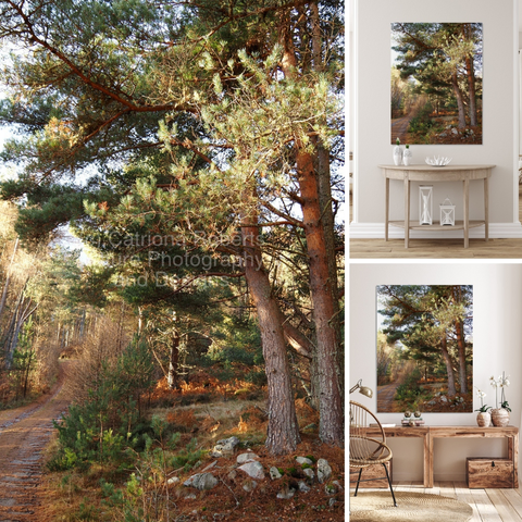 Upper/lower left coloured photograph featuring the design- 

Autumnal Sunlit Pine Trail. 

Upper right design on a Canvas Print on a wall above a table. 

Lower right design on a Canvas Print on a wall above two small tables , beside a chair.    

I  took this photo during a lovely autumnal nature walk through the Scottish Highlands. 

Features a winding trail leading through a tranquil mixed forest bathed in sunlight. 

Tall Pine trees line the trail, creating a peaceful and inviting atmosphere. 

Mockups combined in a grid format in canva.com 

Click links on the main post for options.


