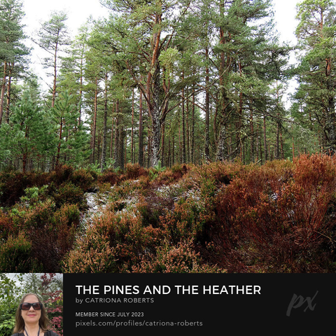 Coloured photograph featuring the design- 

The Pines and the Heather. 

I took this photo during a lovely autumn nature walk through the Scottish Highlands. 

Features a lush forest with tall Pine trees standing against a pale sky.

A carpet of Heather plants cling to the feet of the Pines creating vibrant contrast. 

Click links on the main post for options.