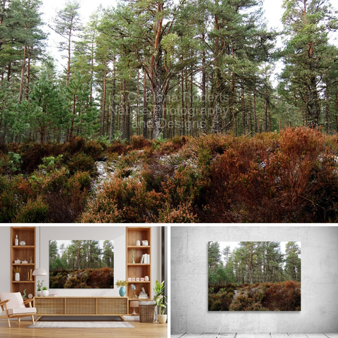 Above coloured photograph featuring the design- 

The Pines and the Heather. 

Lower left design on a Canvas Print on a wall above a living room unit. 

Lower right design on a Canvas Print on an exhibition wall. 

I took this photo during a lovely autumn nature walk through the Scottish Highlands. 

Features a lush forest with tall Pine trees standing against a pale sky.

A carpet of Heather plants cling to the feet of the Pines creating vibrant contrast. 

Mockups combined in a grid format in canva.com 

Click links on the main post for options.


