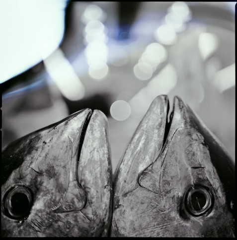 black and white photograph of two maguro heads, chins up, in profile.