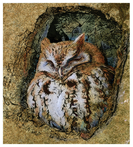 On a highly textured background of golds and greens, a linear drawing of a sleeping owl. Blues, pale lavender, oranges added to the owls face and body.