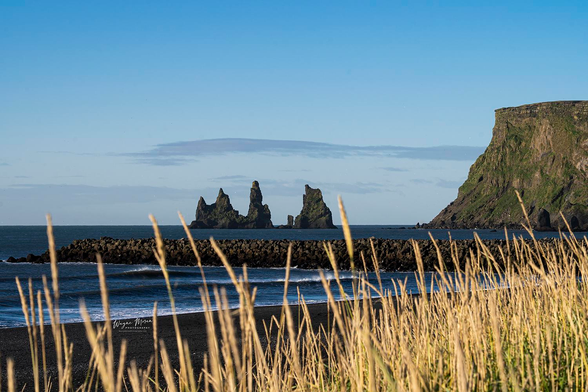 Reynisdrangar Beyond the Grasses of Vík Iceland

This peaceful coastal scene looks out toward the dramatic Reynisdrangar sea stacks from the shoreline near the village of Vík í Mýrdal in South Iceland. Golden grasses in the foreground sway gently in the ocean breeze, adding warmth and softness to the rugged volcanic landscape. Just beyond the breakwater, the powerful Atlantic rolls in toward the black sand beach, while the iconic sea stacks rise sharply from the water like ancient sentinels watching over the coast.

The cliffs to the right belong to the eastern end of Reynisfjall, the massive mountain ridge that towers above Vík. This viewpoint is located on the town side of the beach near the harbor area, offering one of the best distant perspectives of Reynisdrangar. The sea stacks themselves are steep basalt formations shaped by centuries of wind and waves, deeply tied to Icelandic folklore, which tells of trolls that turned to stone when caught by the rising sun.

This image captures the quiet beauty and dramatic natural architecture that make the Vík coastline one of the most captivating locations in all of Iceland.

Image:
https://fineartamerica.com/featured/reynisdrangar-beyond-the-grasses-of-vik-wayne-moran.html

Read more:
https://waynemoranphotography.com/blog/chasing-light-across-iceland-our-21-day-adventure/

#Reynisdrangar #Vik #Iceland #nature #travelPHotogrpahy #Landscape #art #fineart 

#ayearforart #buyintoart