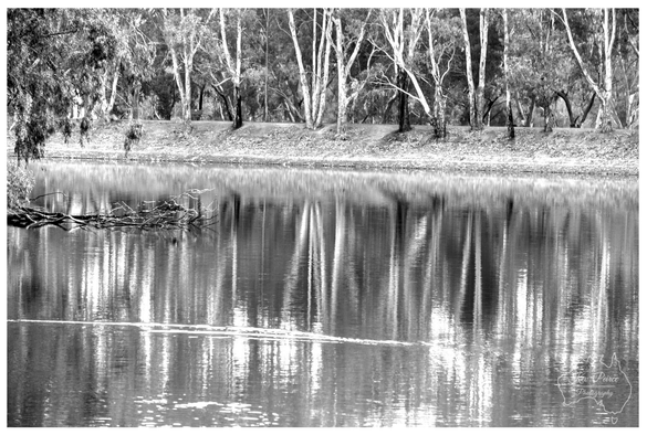 Black and white photograph depicting a still body of water reflecting a dense row of Australian Gum trees (Eucalyptus) with bright white, stark trunks.  The trees stand on a dark bank, creating a strong vertical line contrast with their reflections on the water's surface.