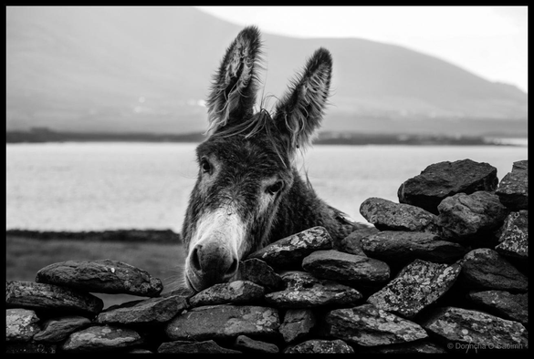 Black and white close-up portrait photograph of a donkey with alert upright ears positioned amongst moss-covered rocks overlooking a calm body of water with mountains visible across the bay under overcast sky, taken in An Mhuiríoch on the Dingle Peninsula, Co. Kerry, Ireland, in 2006.
