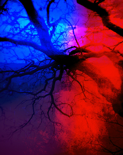 The image shows a tree with sprawling, leafless branches, but it’s transformed into something surreal and atmospheric through bold, contrasting color overlays.

The left side is bathed in deep cobalt and electric blue, giving the branches a cold, nocturnal, almost underwater feel. The right side shifts dramatically into vivid red and crimson tones, like heat or fire spreading across the frame. Where the colors meet, they blend into magenta and violet, creating a smooth but intense gradient.

The tree itself appears almost like a silhouette—dark, twisting, and organic—standing out starkly against the saturated background. The texture is grainy in places, especially in the red areas, adding a smoky or nebulous quality. The whole image feels like an intersection of nature and abstraction, as if the tree is caught between two opposing atmospheres or energies.