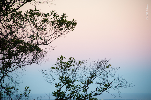 The branches of two trees in silhouette against Venus' belt rising over a distant sea horizon. If you like, a contraposition of flat plane colour and highly textured monochrome, but with a recognisable organic pattern. If you like.