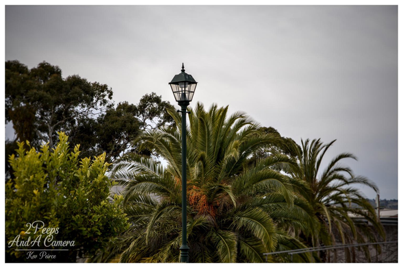 A close up outdoor photograph featuring a traditional black lamp post standing centrally against a background of lush, green palm fronds, gum trees, and citrus foliage, under an overcast sky.