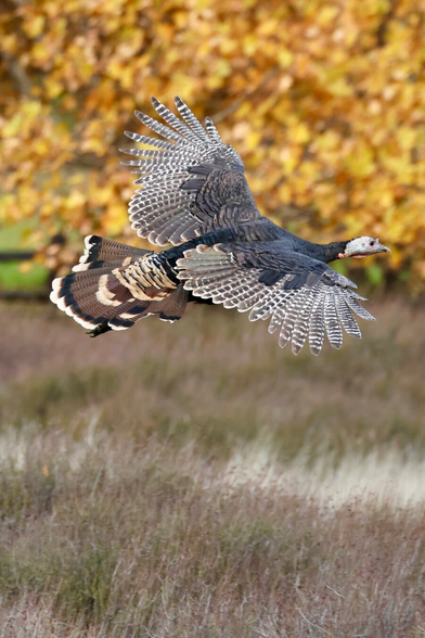 a large beautiful bird in flight in front of a tree with fiery orange leaves.