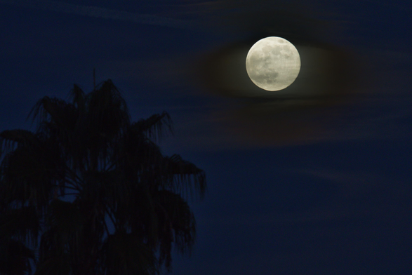 A large full moon is visible in a dark night sky, partially obscured by wispy clouds, with a silhouette of a palm tree in the foreground.