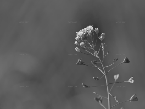 Flowers, closeup, black and white, photo