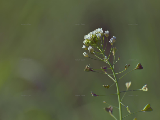 Flowers, closeup, color, photo