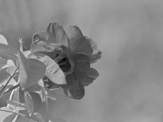 Rose, closeup, black and white, photo