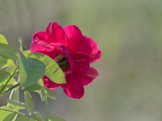 Rose, closeup, color, photo