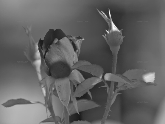 Rose, closeup, black and white, photo