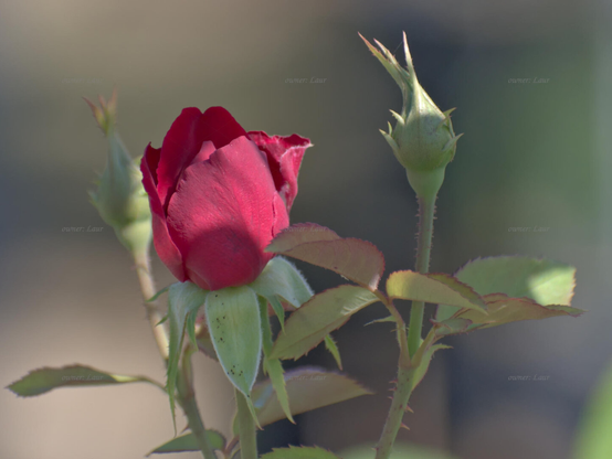 Rose, closeup, color, photo