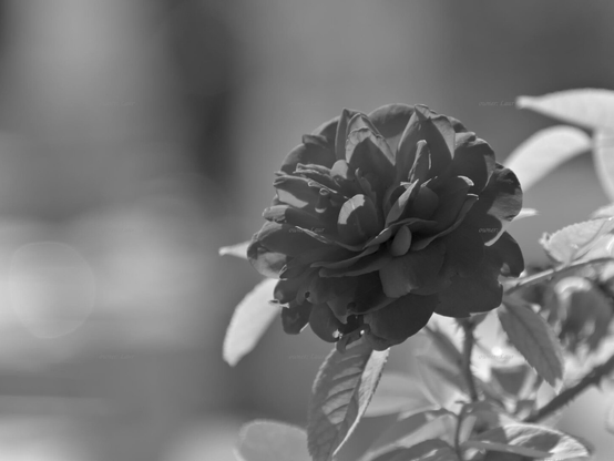 Rose, closeup, black and white, photo