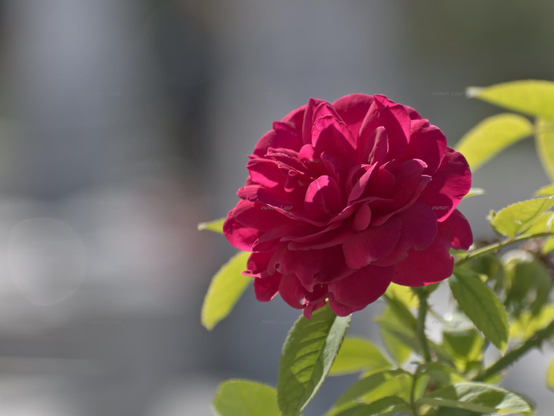 Rose, closeup, color, photo