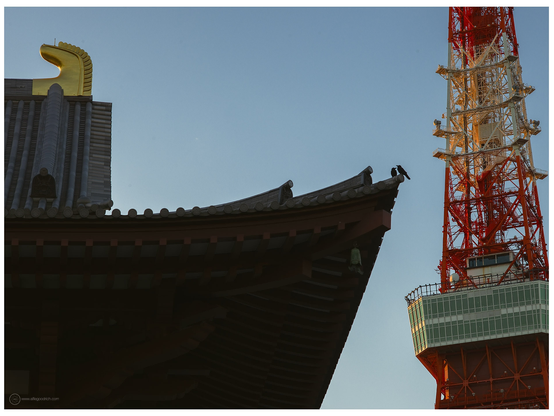 Two crows on the coprner of the roof of the main shrine building at Tokyo's Zojoji. Tokyo Tower on the right, in the background. 

CFV50c on a Hasselblad 503CW. Zeiss-Sonnar CFi 150mm f/4