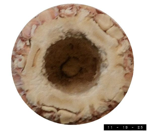 Top view of the business end of a corn cob pipe.  About an inch in diameter.  Although it was sold as a training pipe and not as a decoration, I bought it fully intending to put it in the mouth of a jack-o'-lantern for Halloween - then didn't.  Maybe next year.  In the meantime I shall fantasize about transporting it back in time to my youth in the hope that my elementary school teachers will think my answers to their questions much more sophisticated as I strut about with a pipe in my hand.    