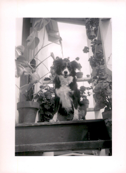 A black and white dog  - possibly a border collie - sits among several potted plants.