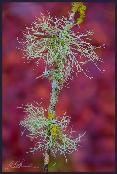 Two clusters of branching pale green lichen growing on a thin vertical branch against a red background