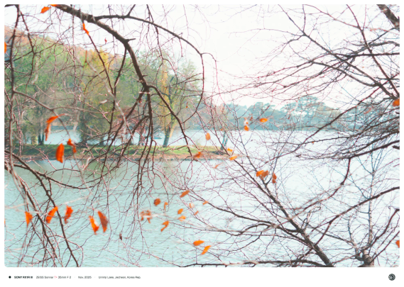 낙엽이 군데군데 매달려있는 나무줄기 뒤로 의림지의 풍경이 보이는 모습.