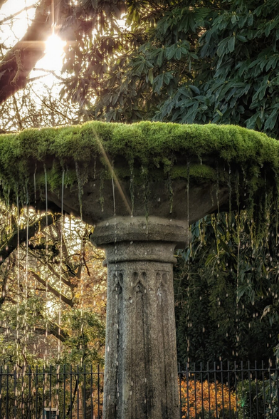 A vertical shot of an aged stone fountain column topped with a thick, vibrant layer of green moss. Water drips in thin, illuminated streams from the mossy brim, catching the light as it falls. The background features dense trees and foliage, with a bright sunburst flaring through the branches in the upper left, creating a golden glow that highlights the falling water droplets against the darker shadows. A black iron fence is visible at the very bottom of the frame.