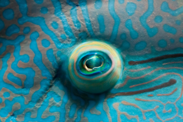 Close-up of a colorful parrotfish eye and textured skin.