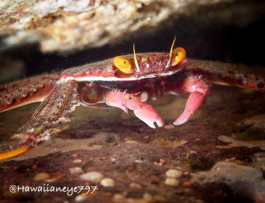 A flattened and reddish crab pauses on a rocky reef. It has prominent yellow eyes and pale pink primary claws.
