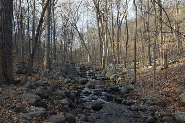 A photo of a brook going through a forest. The trees in the forest have lost all of their leaves for the season.