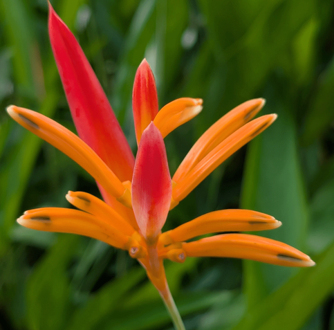 Possibly bird of paradise or another type of flower? Mostly orange petals with dark spot near tip and few red colored petals. Background blurred are green leaves. Captured with Google Pixel in Shenzhen