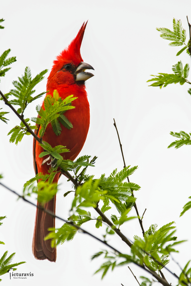 A very red bird with a strong beak and a unicorn-horn-like hairdo sitting on a branch with green fern-like leaves. Very punky.