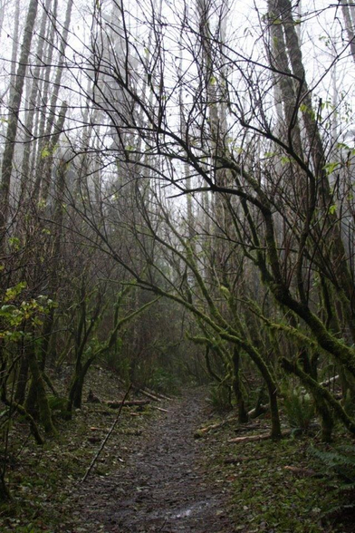 A narrow path leads between mossy, mostly leafless trees, with an overcast sky.
