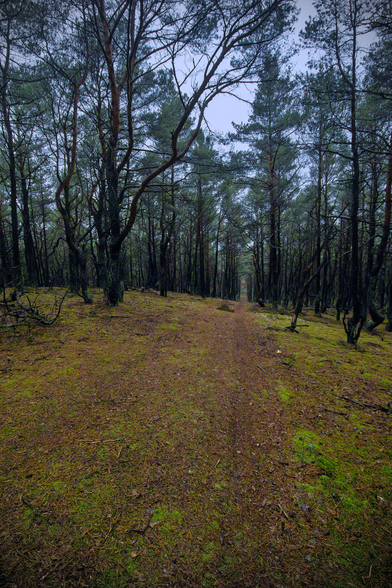 A forest road, somewhere in the middle of the woods, in the fall at dusk.