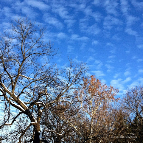 Weather, trees, snow, leaves, seasons, blue sky, clouds, square format, Frank j Casella,
