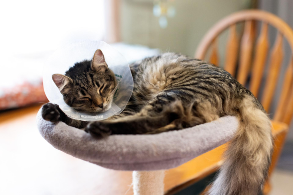 Your Daily Dose of Fluff 🐾

It's day 10 after Rumor and Snickers surgery and they did great!. These are the last 2 photos I took of them wearing the e-collars. We took them off today. Fresh photos tomorrow! 🥰