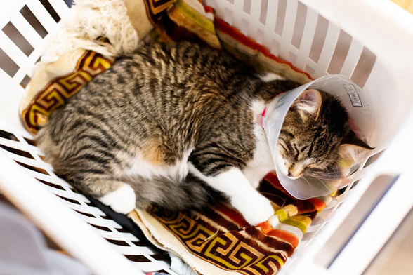 Your Daily Dose of Fluff 🐾

It's day 10 after Rumor and Snickers surgery and they did great!. These are the last 2 photos I took of them wearing the e-collars. We took them off today. Fresh photos tomorrow! 🥰