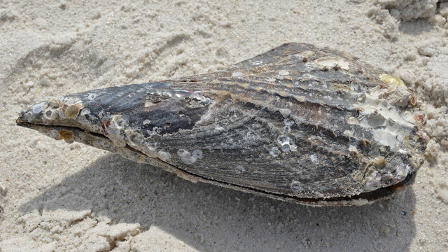 A photo of a pen shell on a sandy beach.