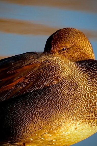 an elaborately patterned brown bird looks slyly at camera.