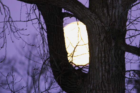 A full moon behind a tree trunk and a large limb in a violet sky.