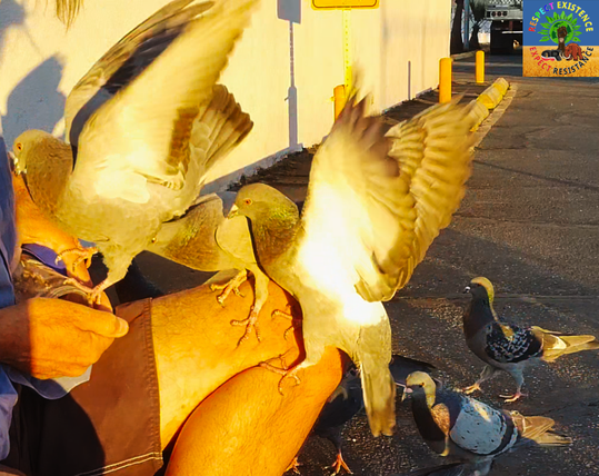 feeding pigeons at sunset ~WT7