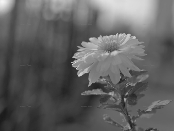 Flower, closeup, black and white, photo