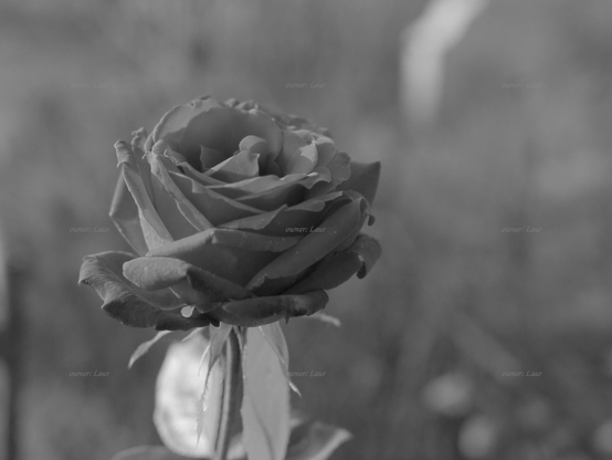 Rose, closeup, black and white, photo