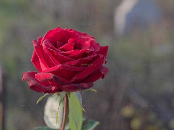 Rose, closeup, color, photo