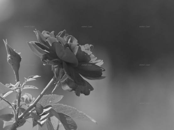Rose, closeup, black and white, photo