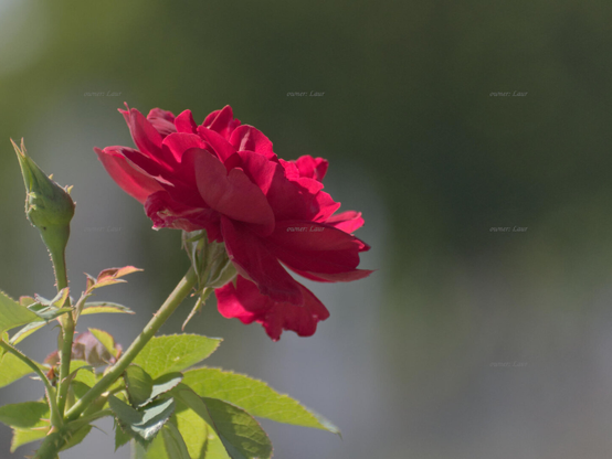 Rose, closeup, color, photo